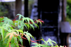 The succession to the next generation