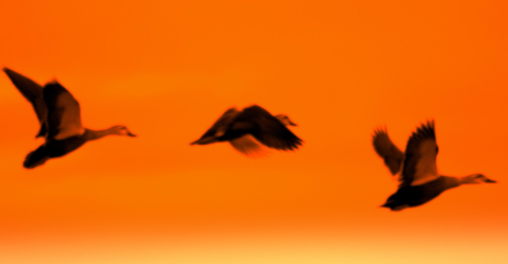 IMG_7162