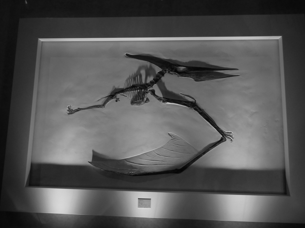 An archaeornis