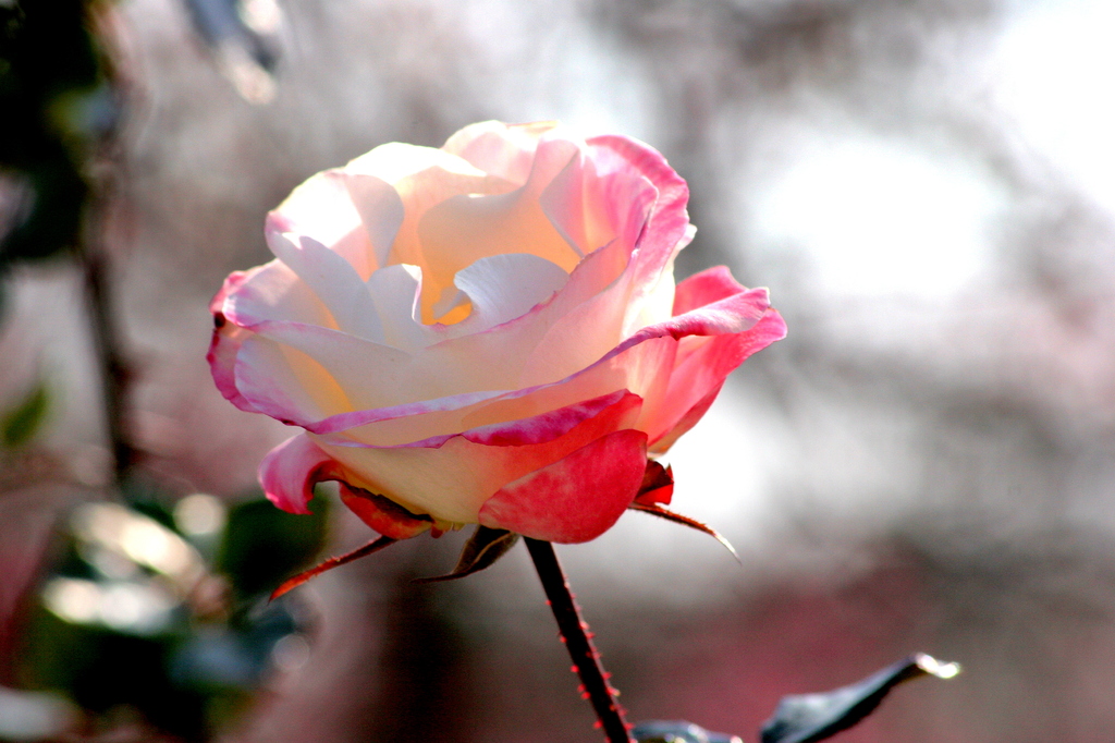 Une rose de l'hiver