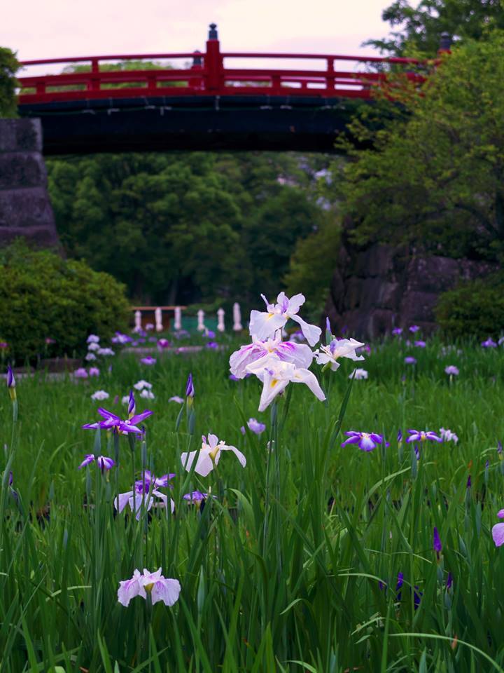 33753362_1122557154552424_44151841221047