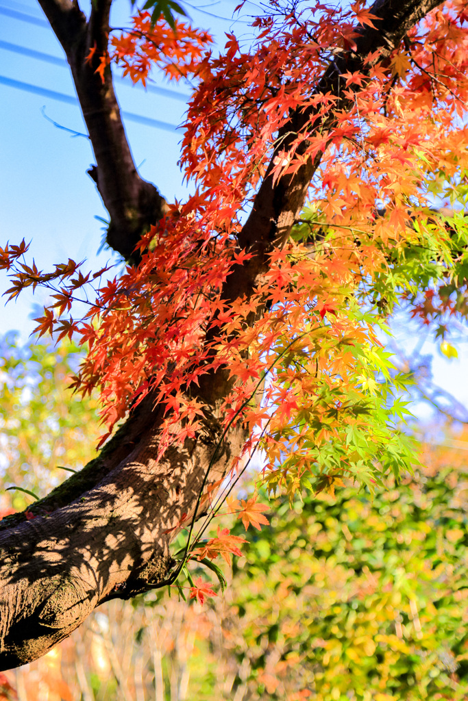 2025_湯河原_万葉公園