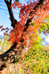 2025_湯河原_万葉公園