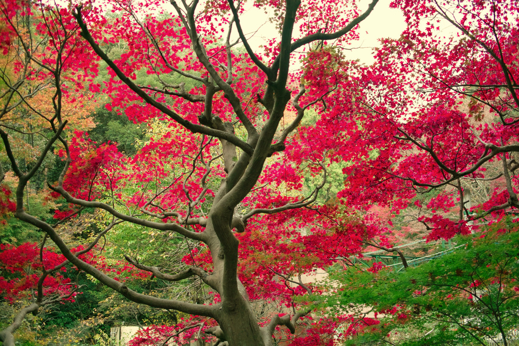 2018箱根紅葉_塔ノ沢