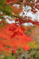 2025/11/12_箱根仙石原2