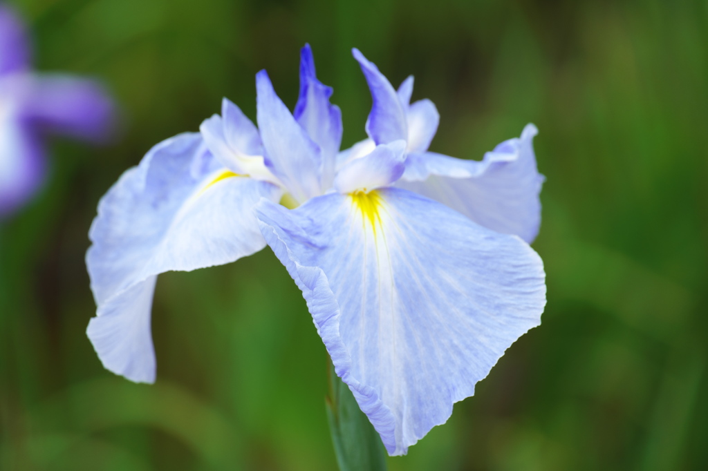 小田原城 あじさい花菖蒲まつり 2015