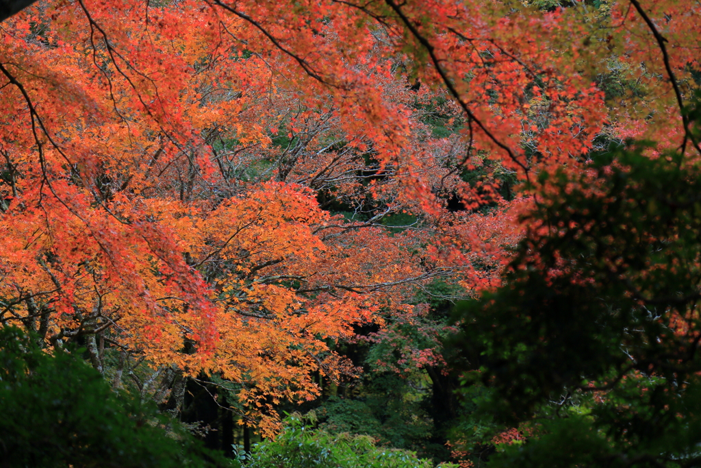 2025/11/12_箱根仙石原2_3