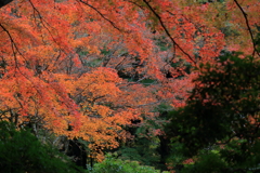 2025/11/12_箱根仙石原2_3