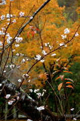 秋に咲く桜