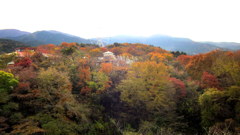 GOTENBA_The colored leaves of the late f