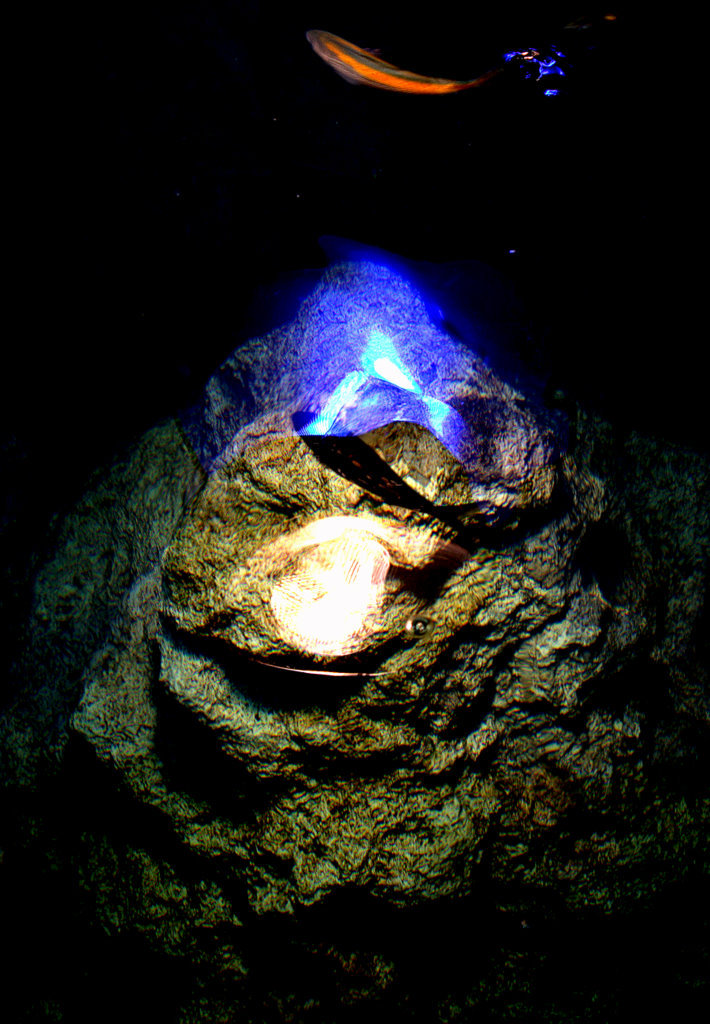 A jewel in the water