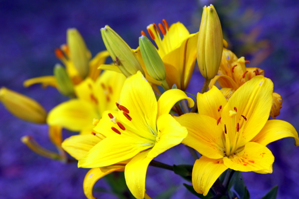 yellow lily