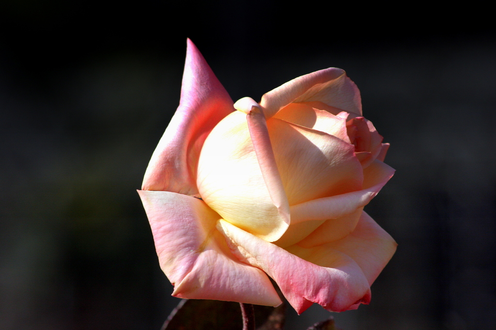 La rose qui a été mélangée de la couleur