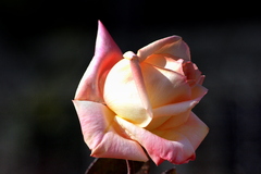 La rose qui a été mélangée de la couleur