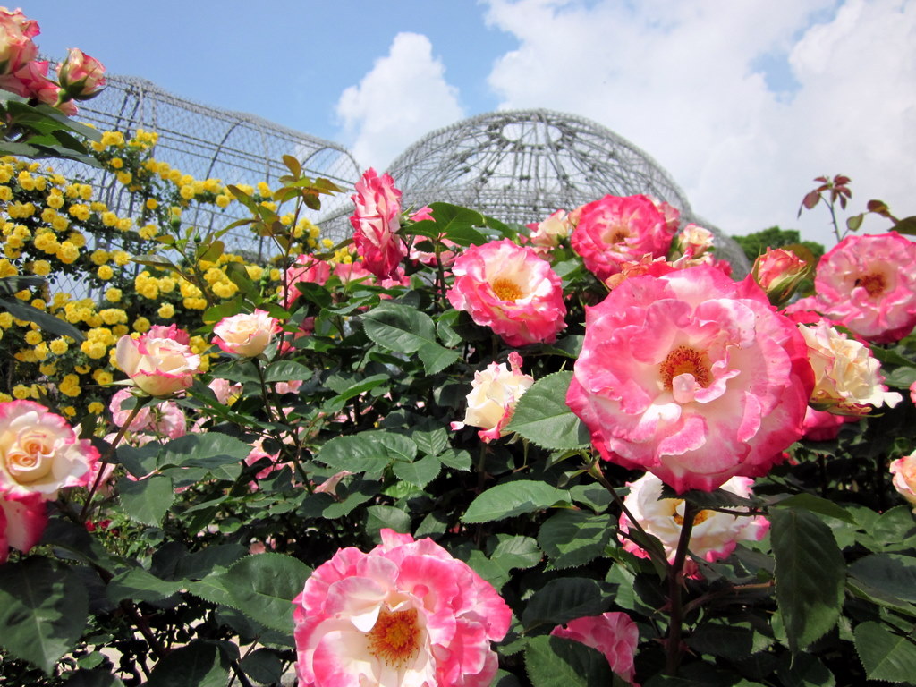ROSE6