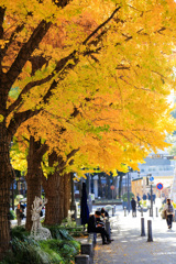 2025＿秋の横浜散策_銀杏並木３