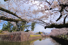 小田原城の桜_７