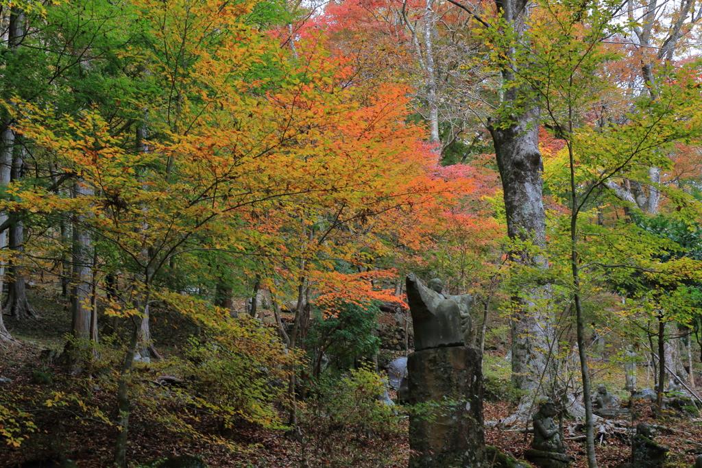 2025/11/12_箱根仙石原2_8
