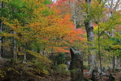 2025/11/12_箱根仙石原2_8