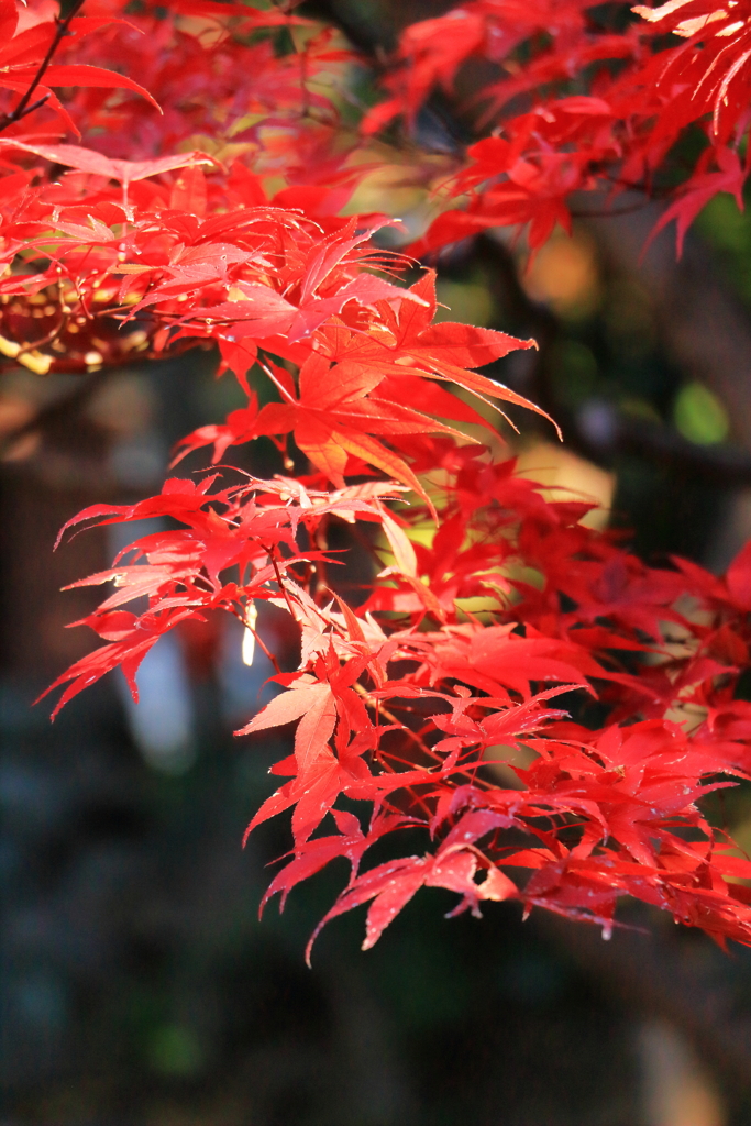 2024 hakoneitabashi1201_6