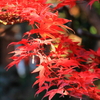 2024 hakoneitabashi1201_6