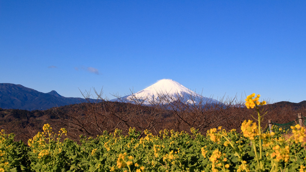 20250103初詣_富士２