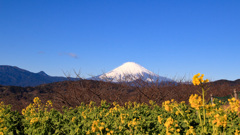 20250103初詣_富士２