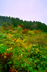 箱根２０１４紅葉