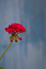 近所散策_5