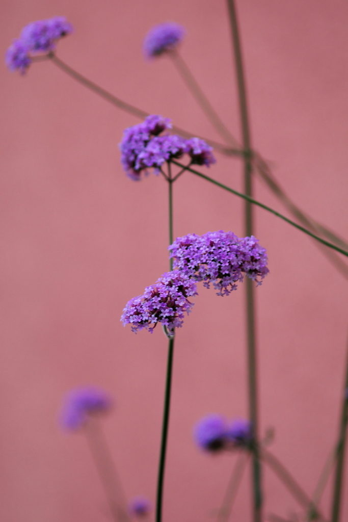 CANON 135mm F3.5 Lマウント試写