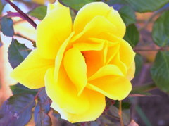 A test photography for G11 subject rose