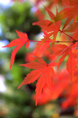 red_leaf