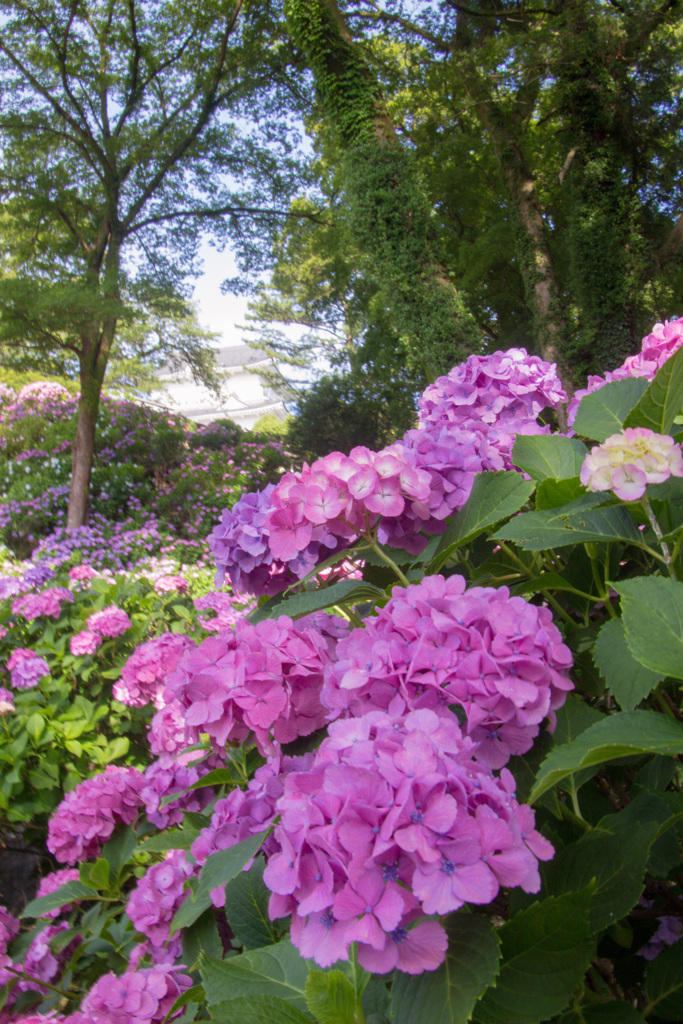 小田原城の紫陽花