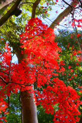 2025_湯河原_万葉公園7