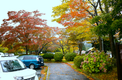 箱根２０１４紅葉