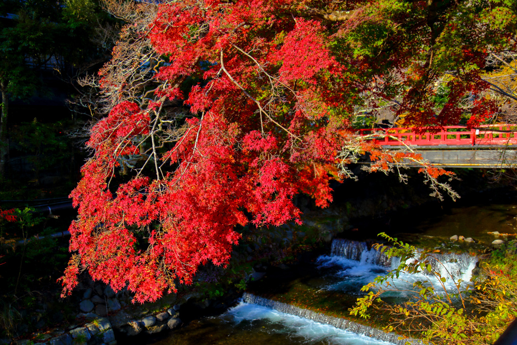 2025_湯河原万葉公園周辺１