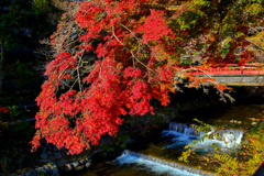 2025_湯河原万葉公園周辺１