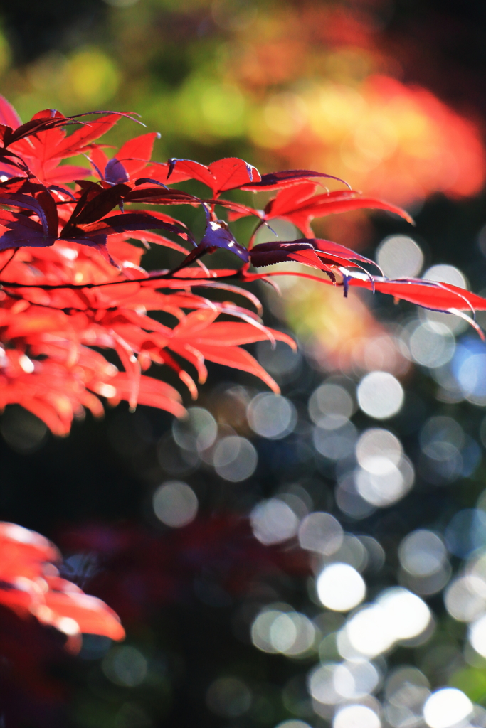 2024 hakoneitabashi1201_5