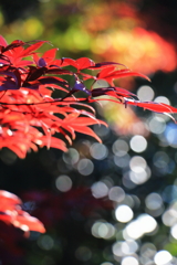 2024 hakoneitabashi1201_5