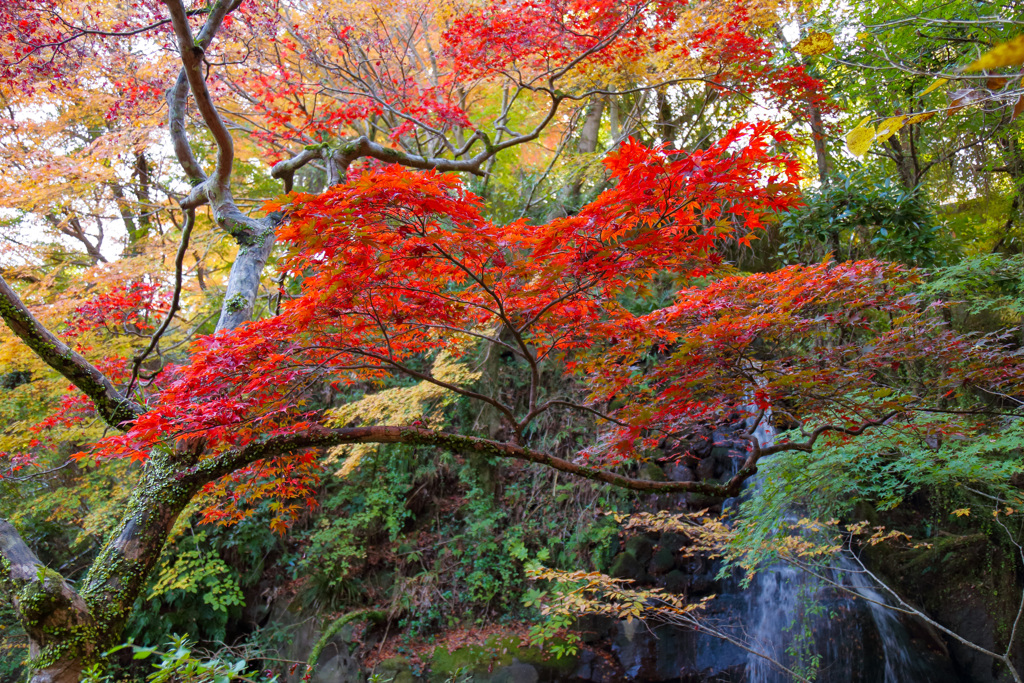 2025_湯河原_万葉公園_紅葉ver2_3