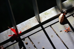 2025_湯河原_万葉公園10