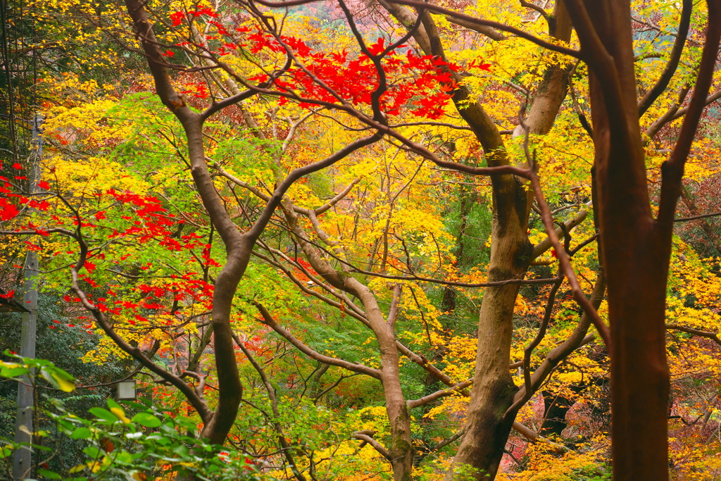 2018箱根紅葉_塔ノ沢