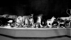 A stuffed animal place