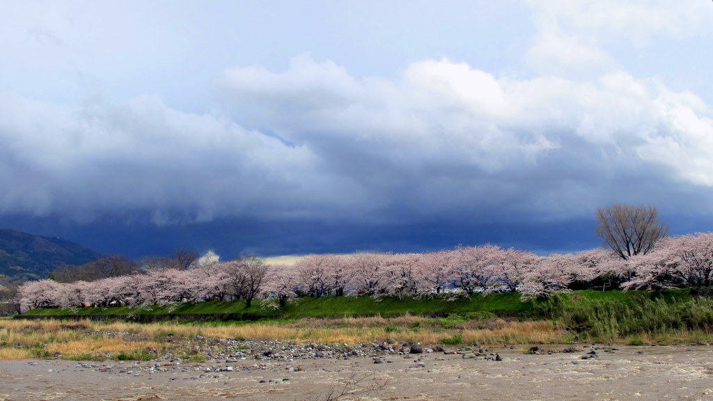 桜祭り前日の嵐