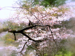 cherry tree pours