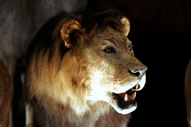 The stuffed animals of LION