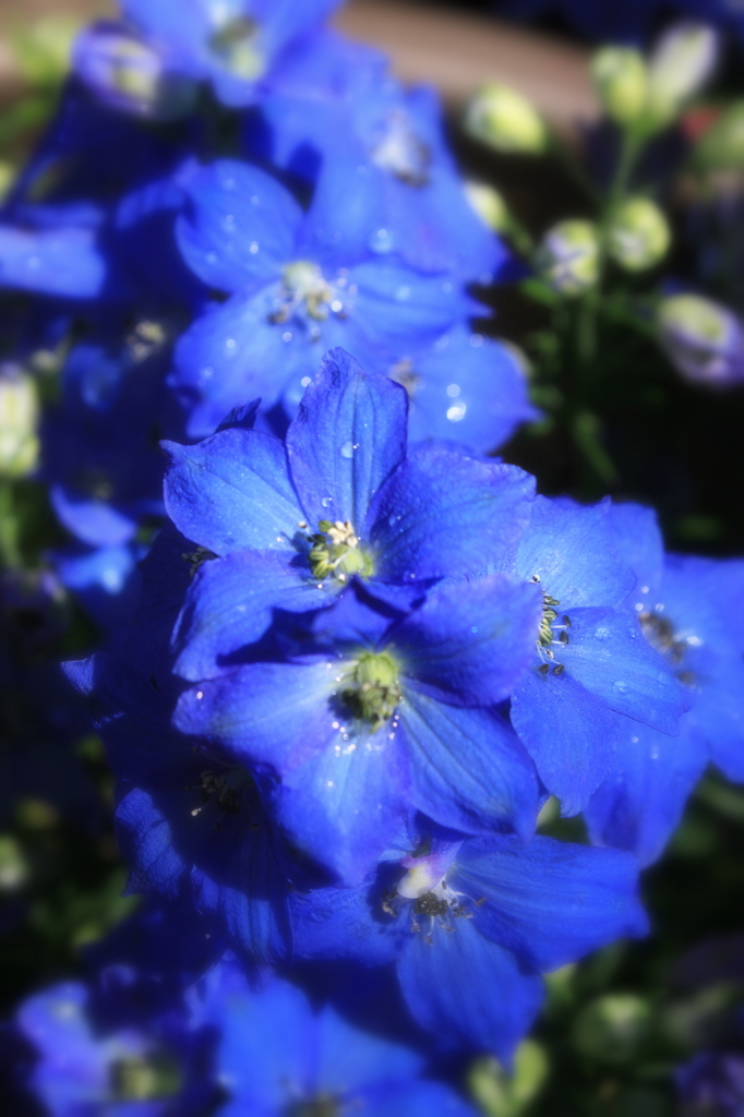 Blue flower