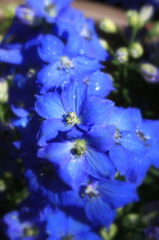 Blue flower