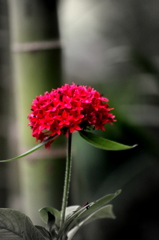 become more attractive