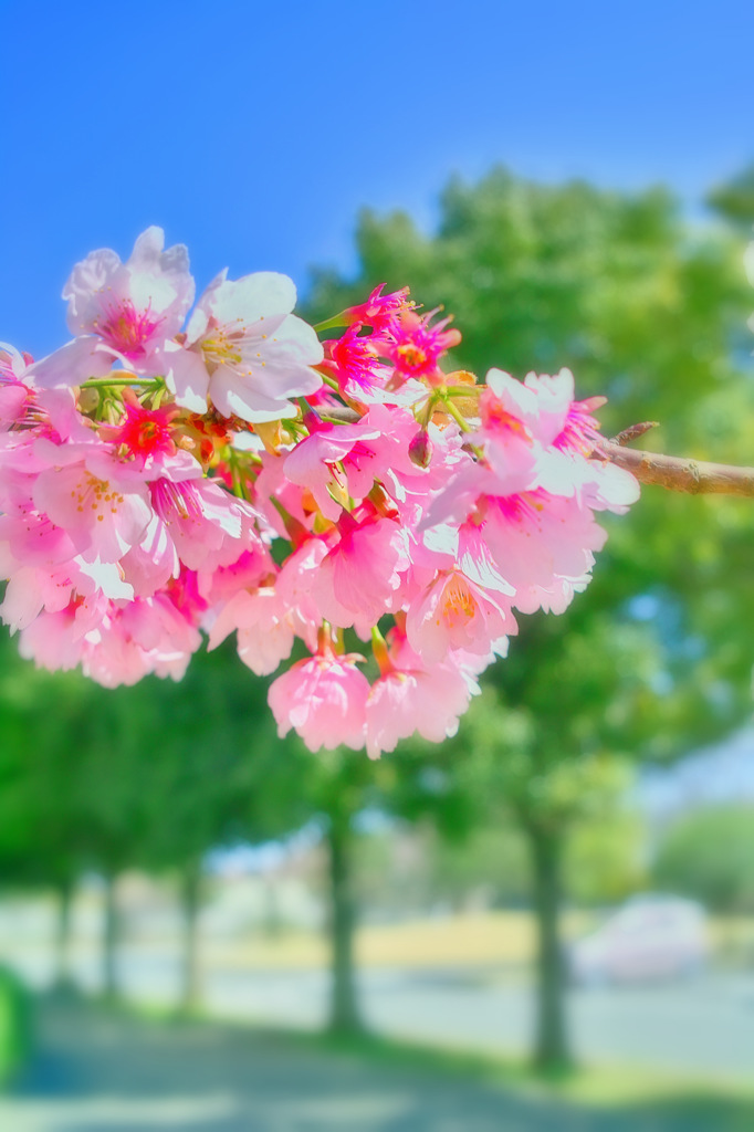 春弥生ふびり残され花に舞う